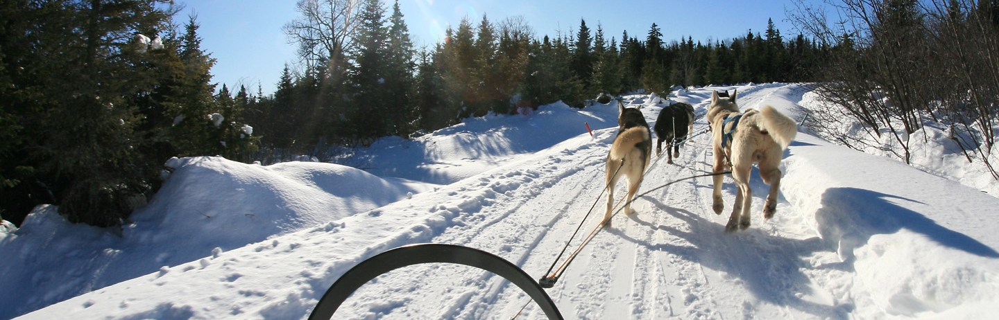 dogs pulling a sled