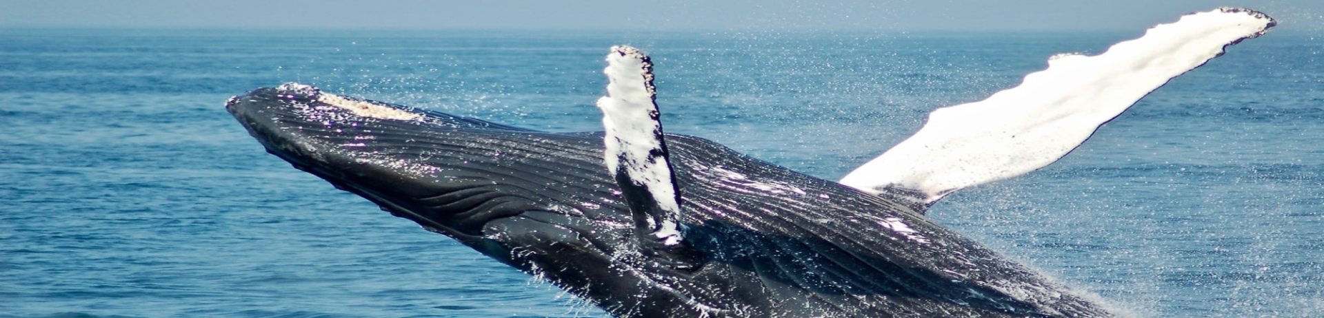 a whale jumping out of the water