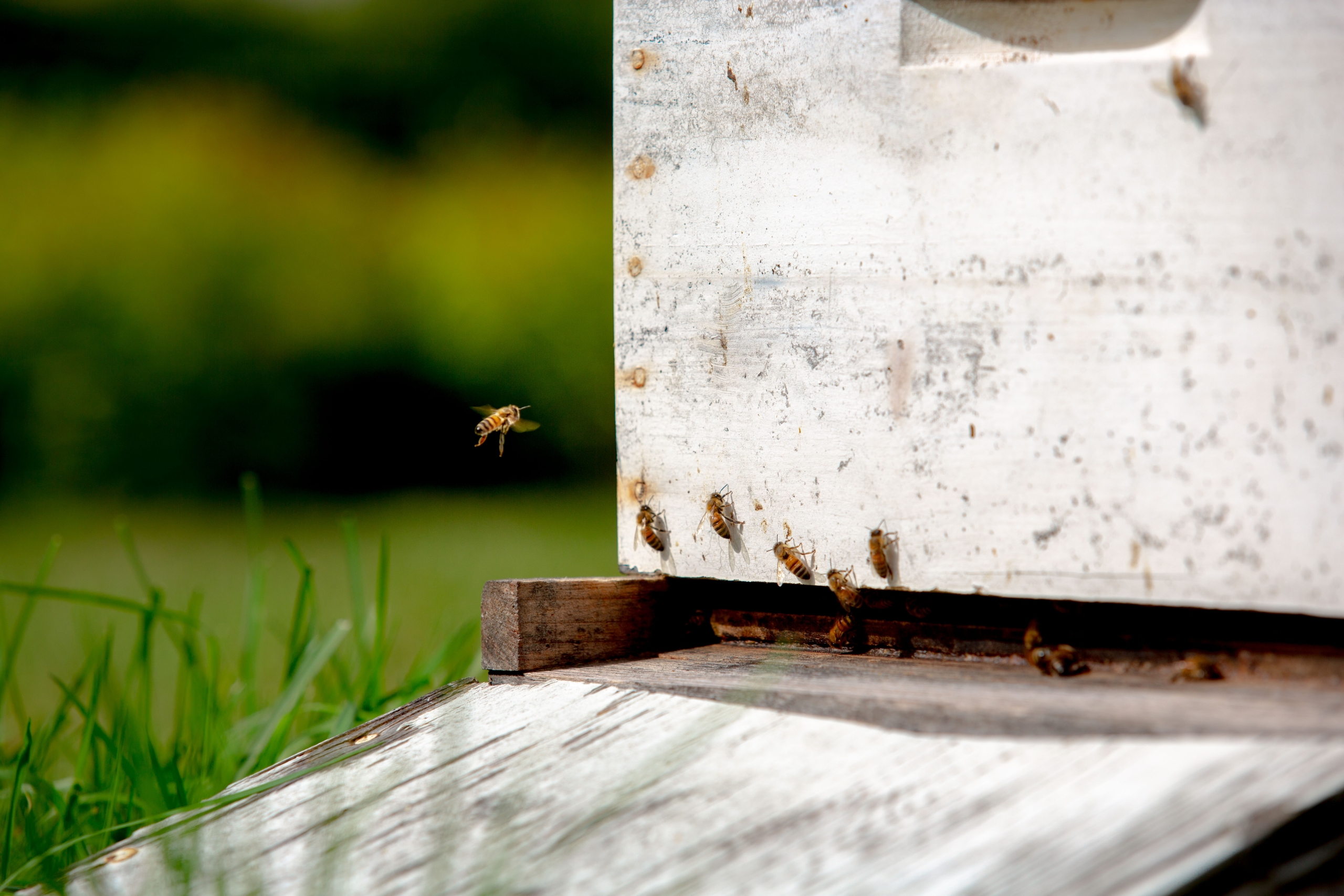 Bees at Fairmont Le Manoir Richelieu